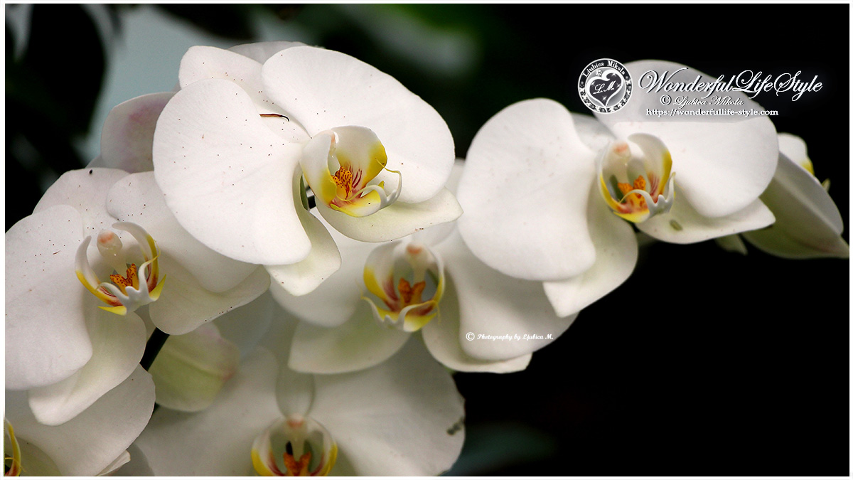Čudovite orhideje